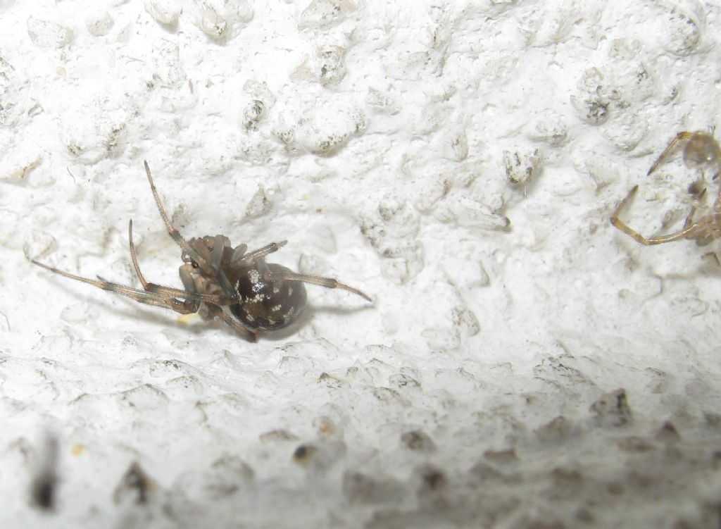 Steatoda triangulosa maschio e femmina  Treviso