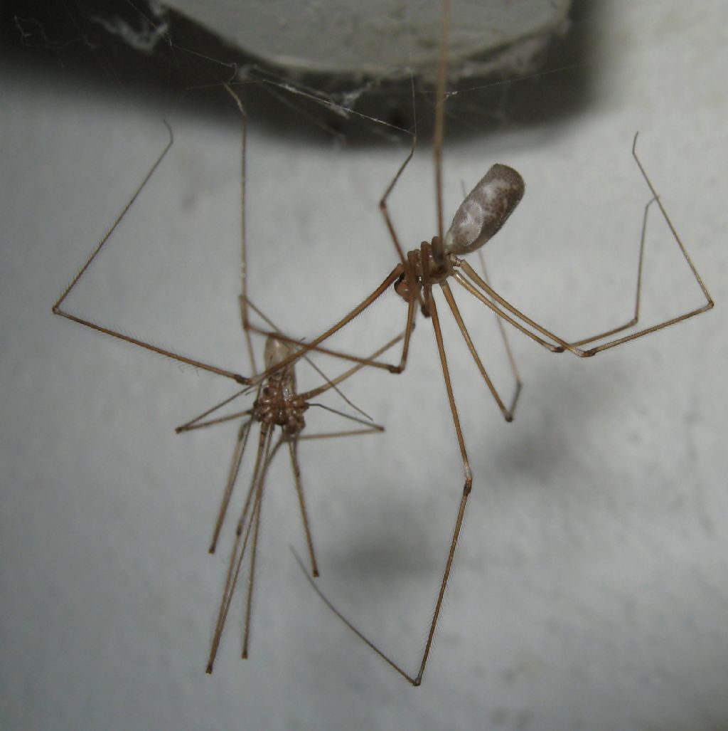 Pholcus phalangioides cannibalismo - Treviso (TV)