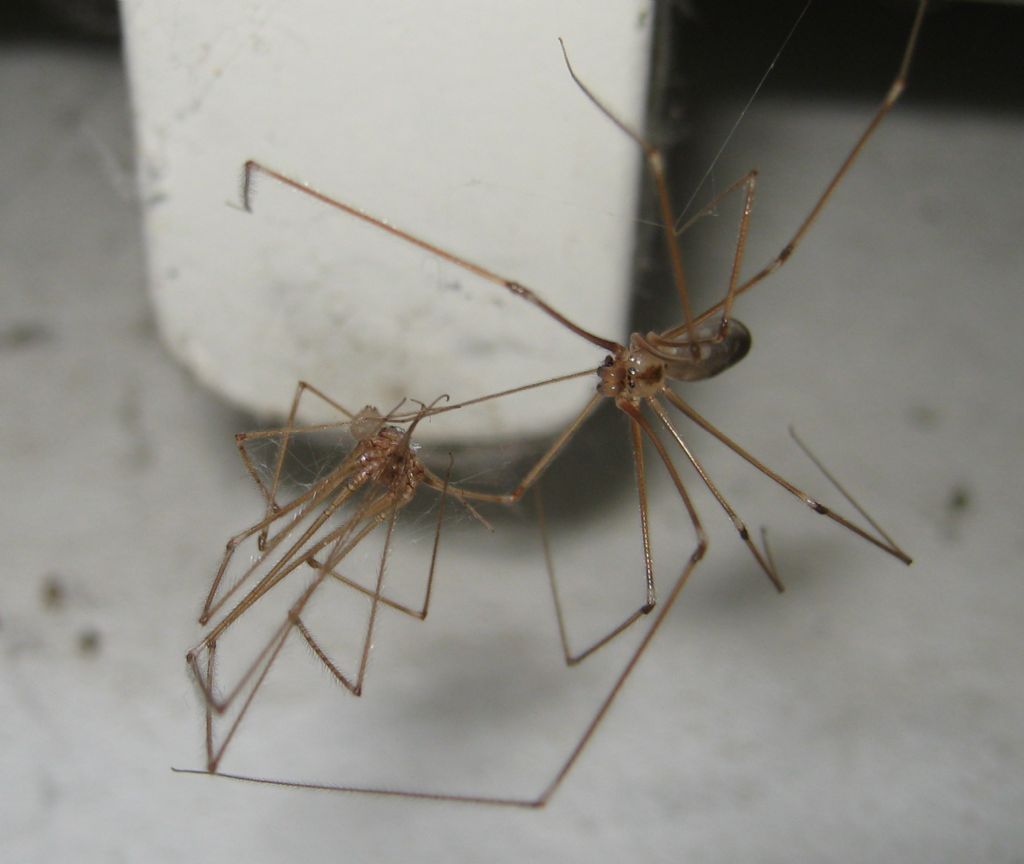 Pholcus phalangioides cannibalismo - Treviso (TV)