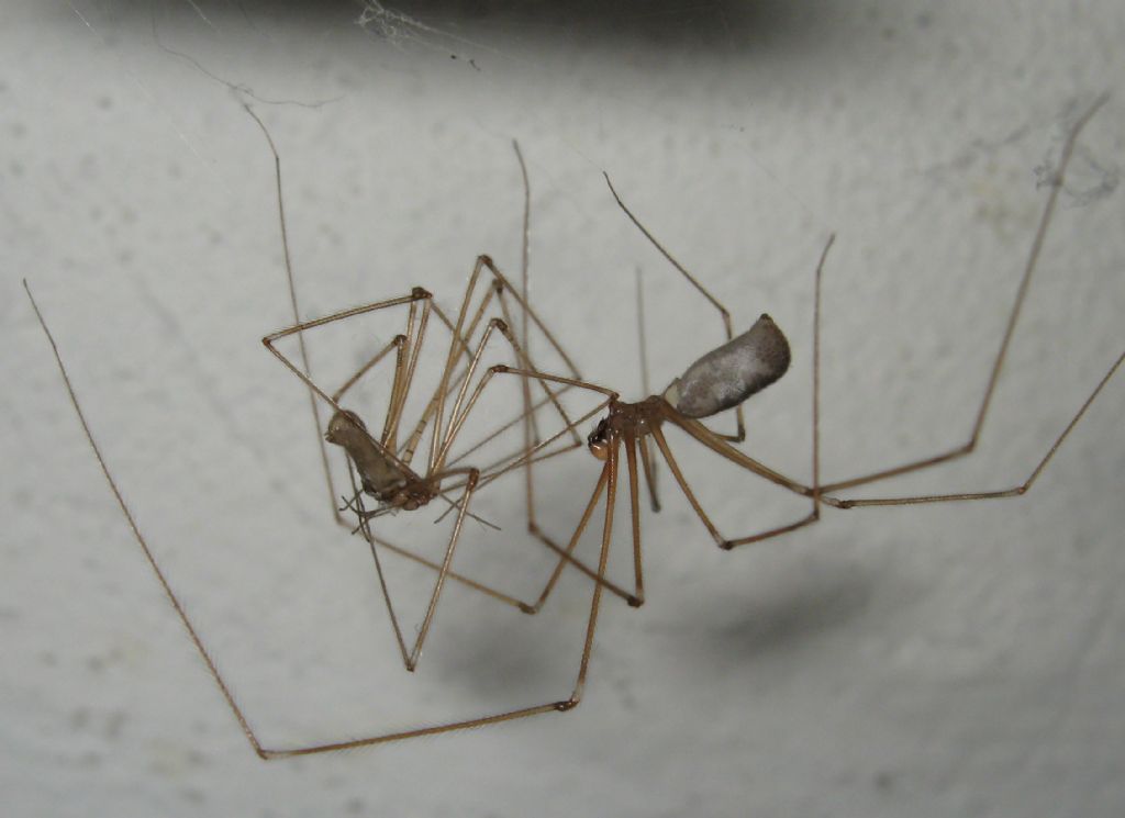 Pholcus phalangioides cannibalismo - Treviso (TV)