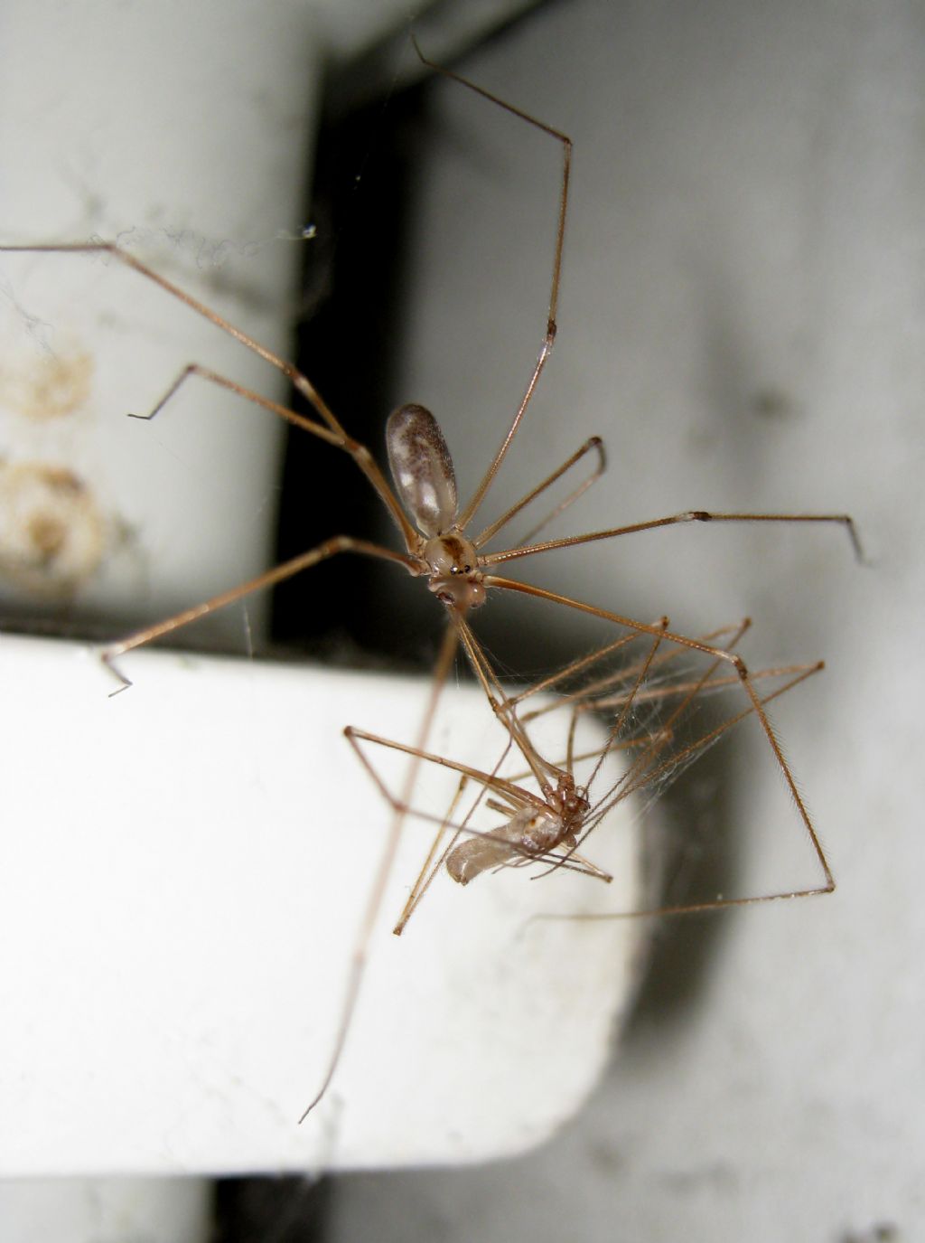 Pholcus phalangioides cannibalismo - Treviso (TV)