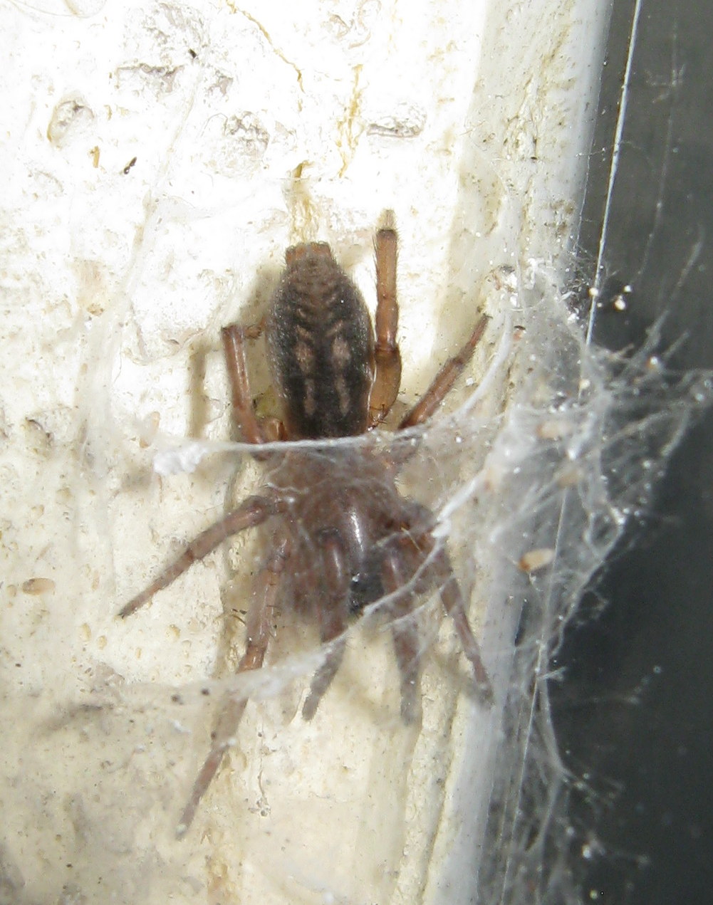 Haplodrassus sp. femmina - Treviso