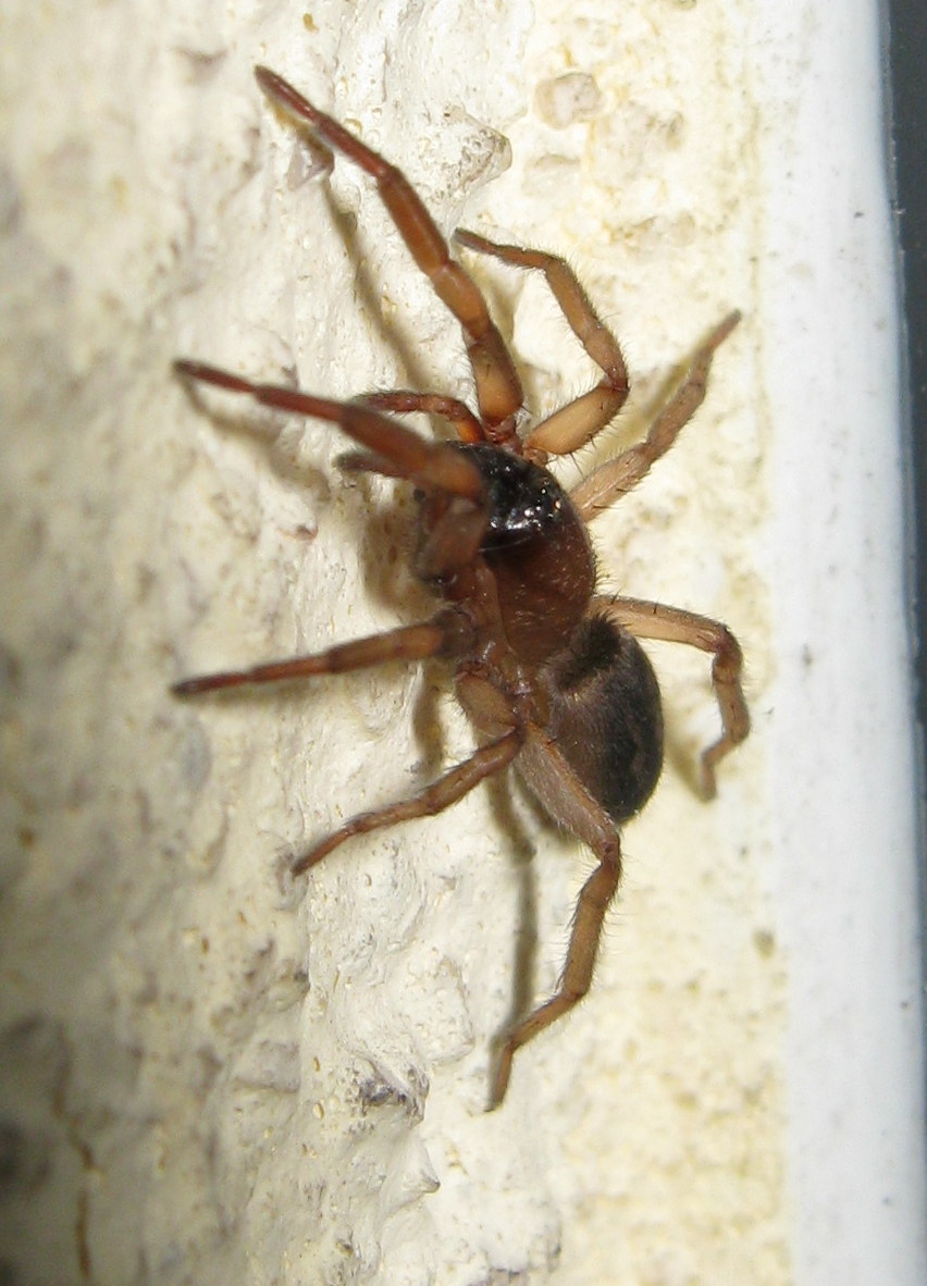 Haplodrassus sp. femmina - Treviso