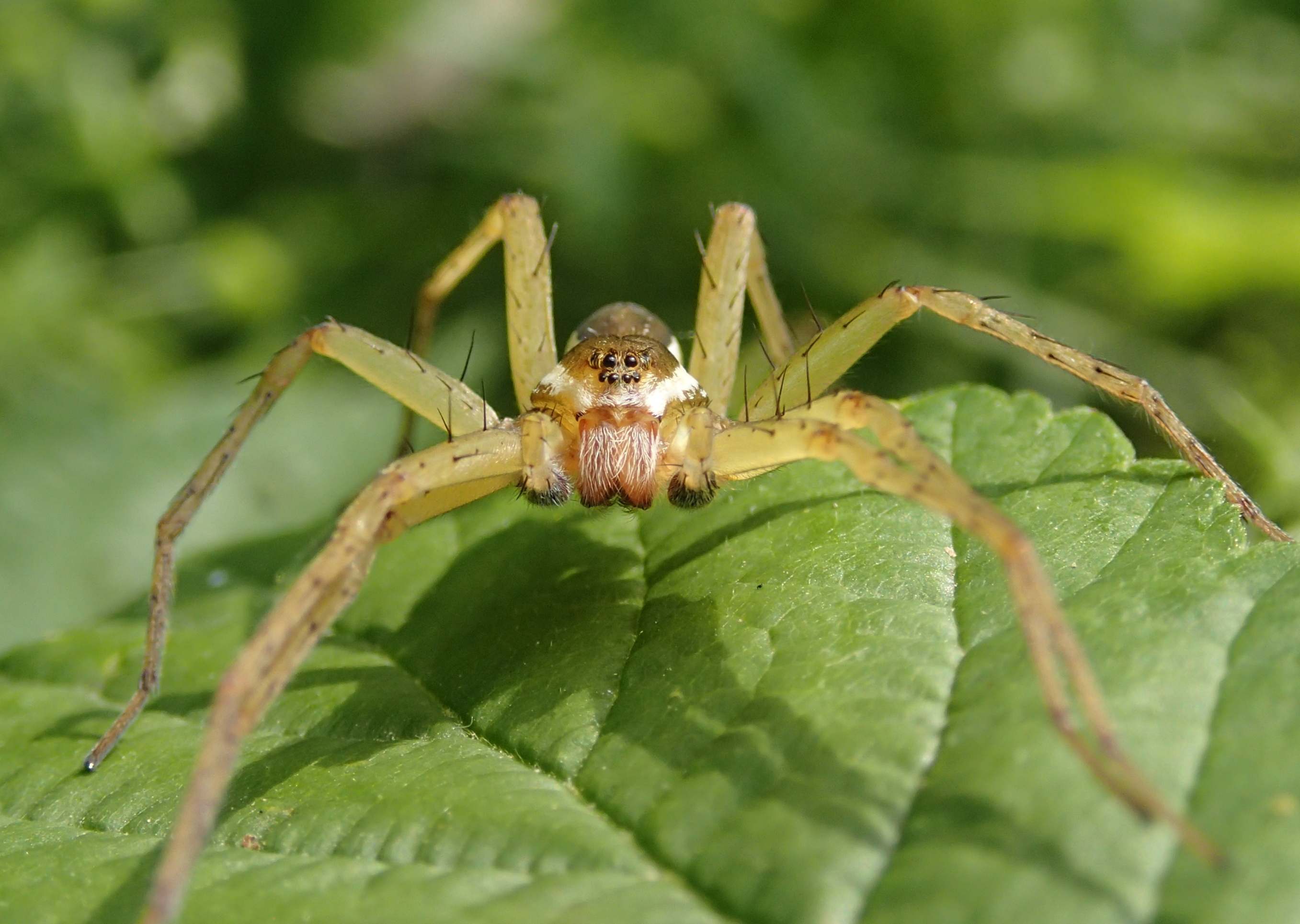 Maschio di Dolomedes sp.- Lughignano (TV)