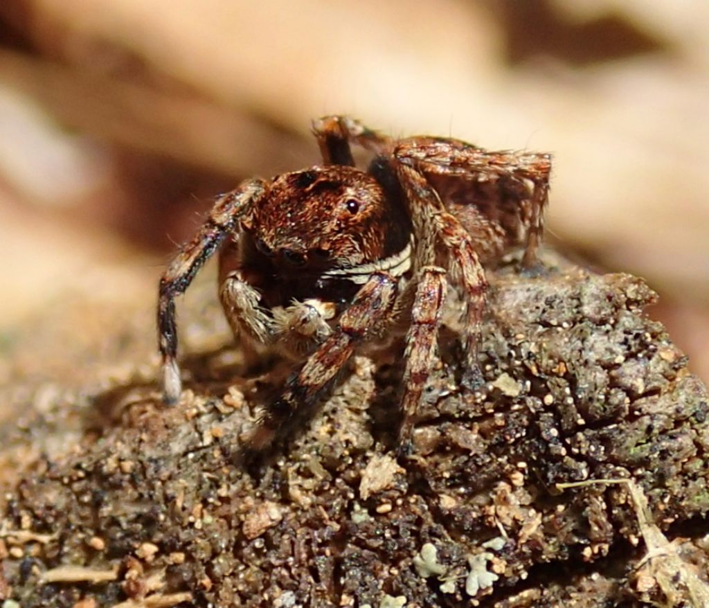 Sitticus cfr. saxicola - Rocca Pietore (BL)