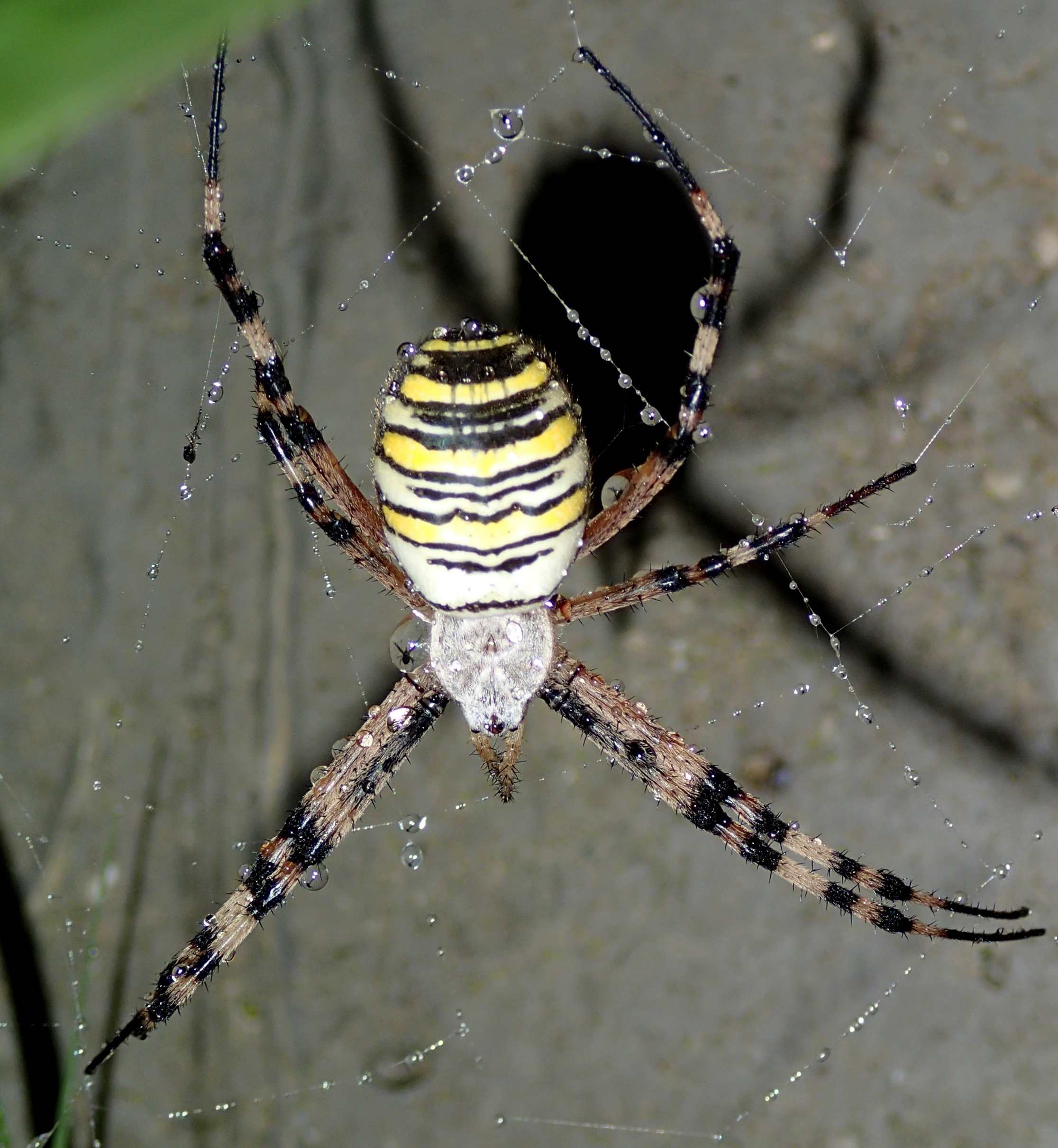 Argiope bruennichi trova il particolare