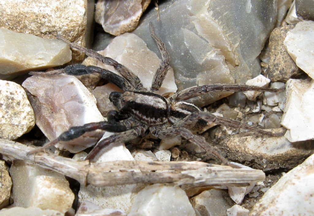 Alopecosa cuneata maschio - Monfenera - Pederobba (TV)