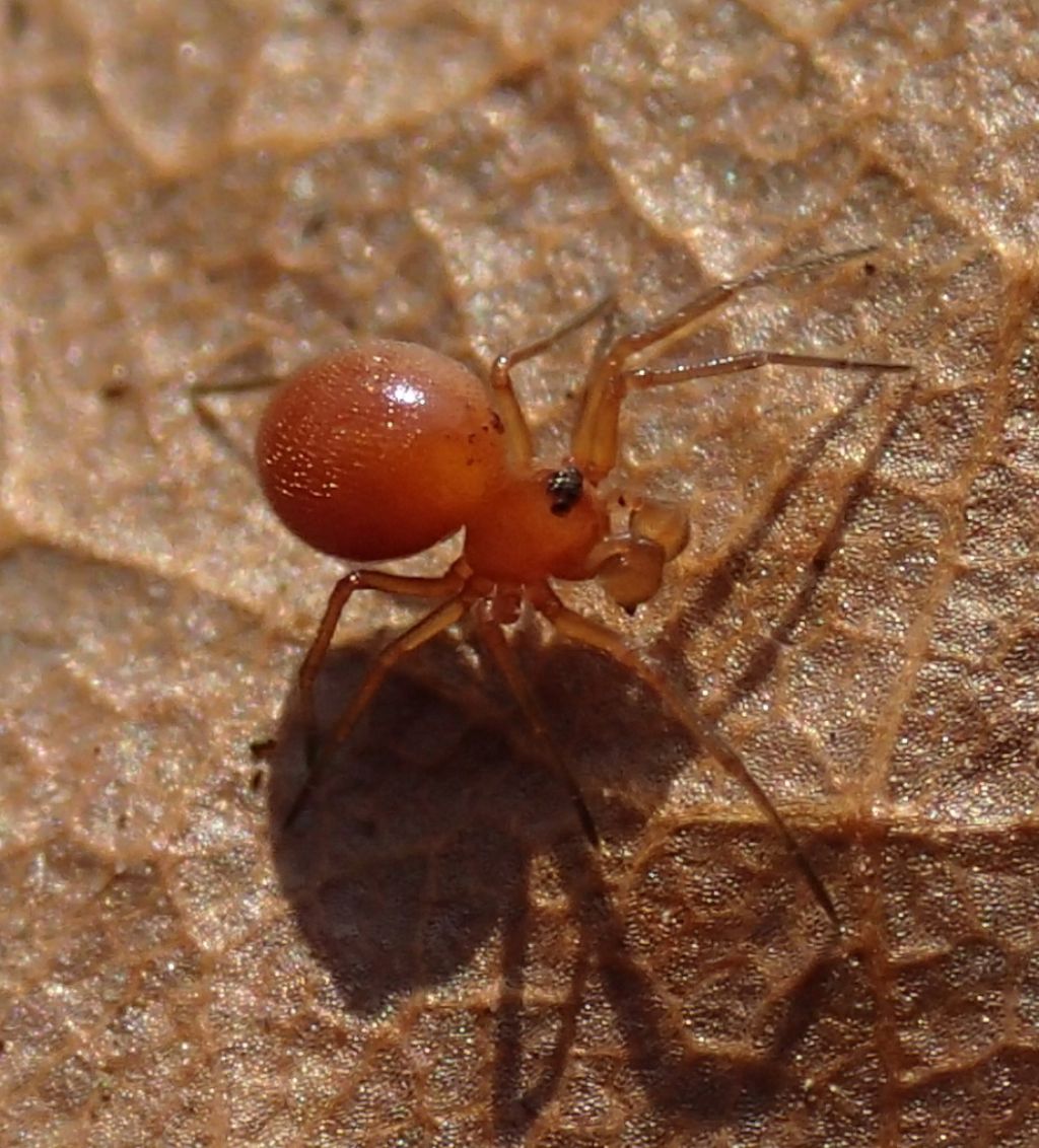 Nematogmus sanguinolentus ?