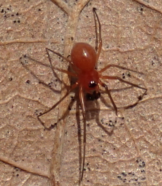 Nematogmus sanguinolentus ?