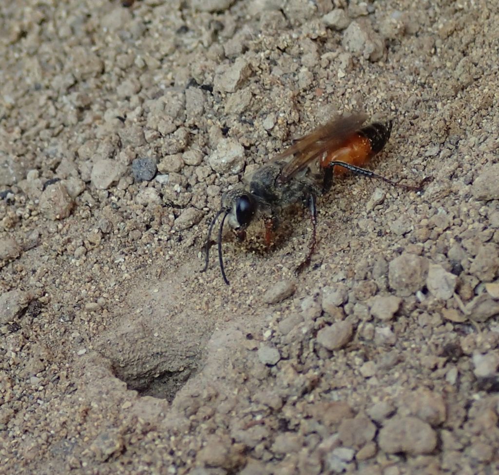 Sphecidae: Sphex funerarius, femmina