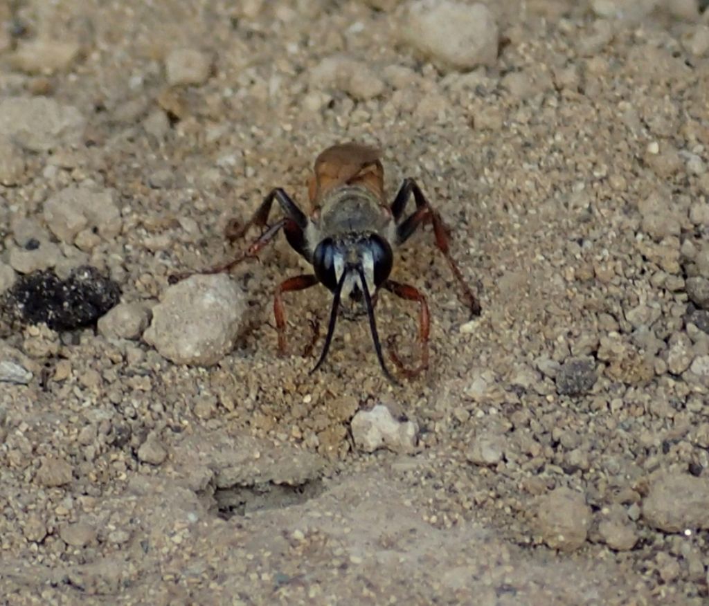 Sphecidae: Sphex funerarius, femmina