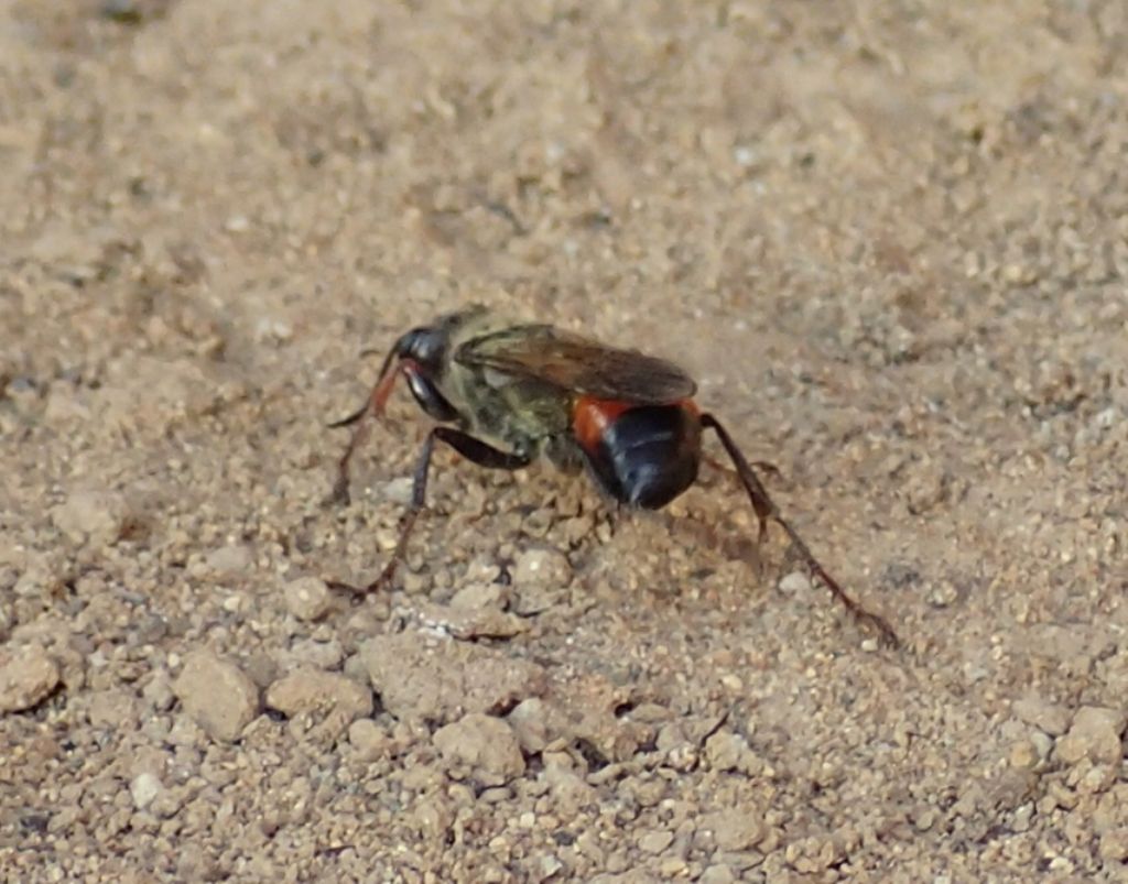 Sphecidae: Sphex funerarius, femmina