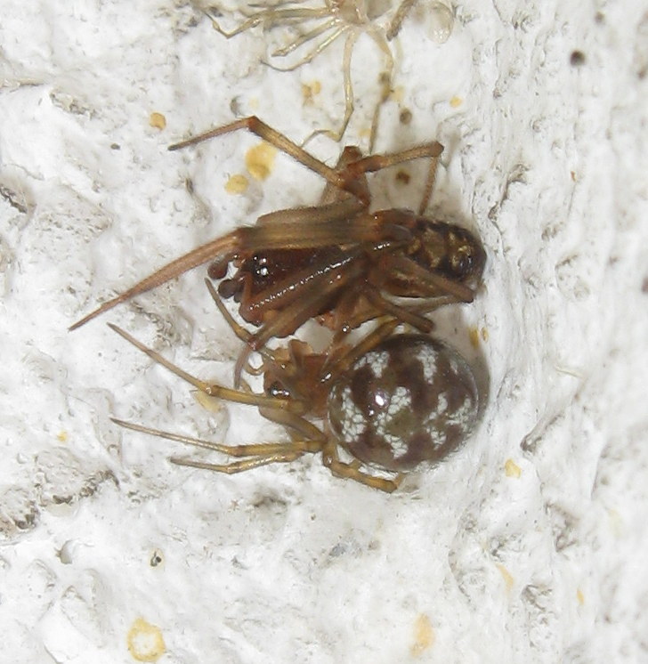 Steatoda triangulosa coppietta - Treviso (TV)