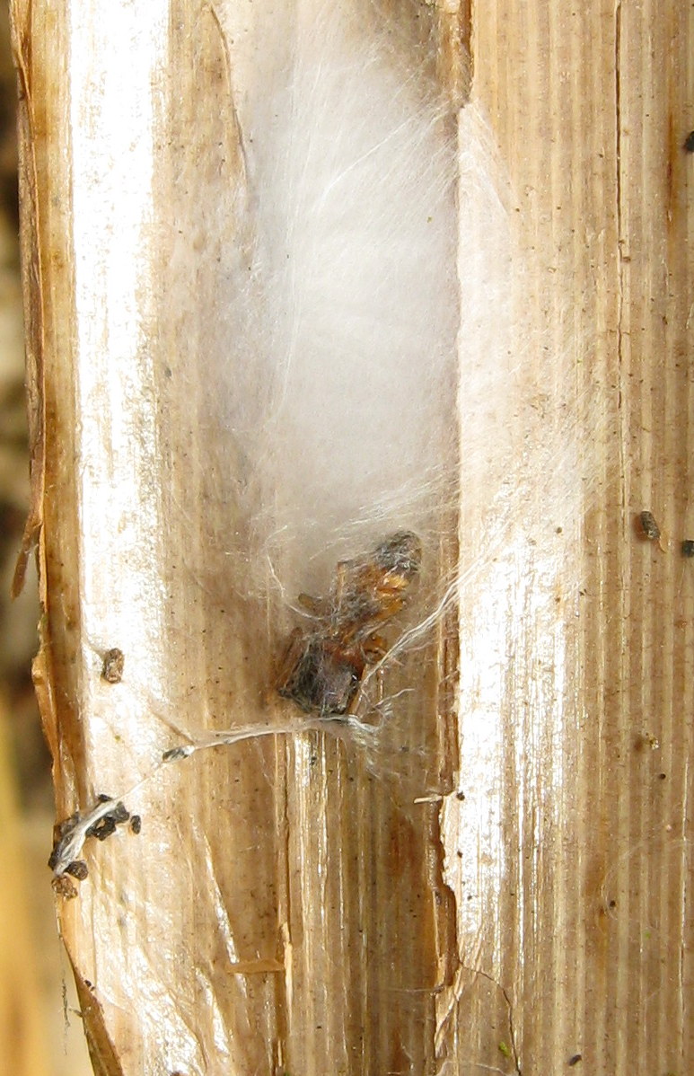 Myrmarachne formicaria femmina