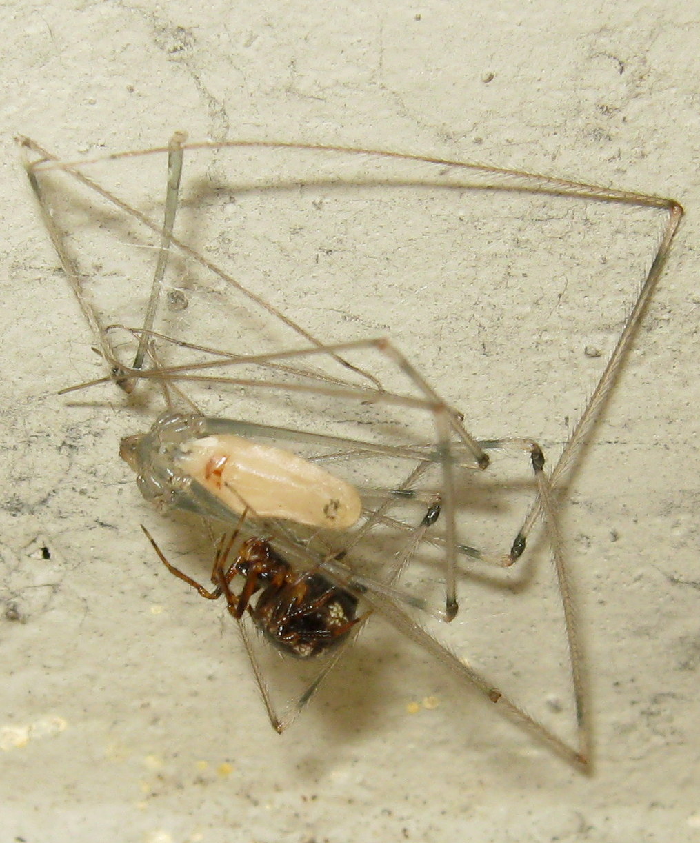 Sardinidion blackwalli - Castel Maggiore (BO)