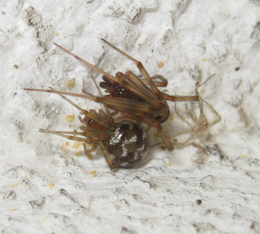 Steatoda triangulosa coppietta - Treviso (TV)