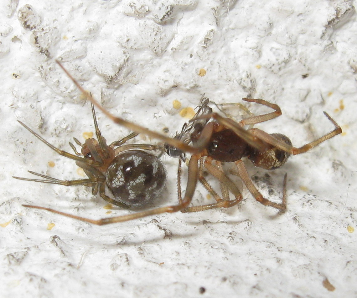 Steatoda triangulosa coppietta - Treviso (TV)