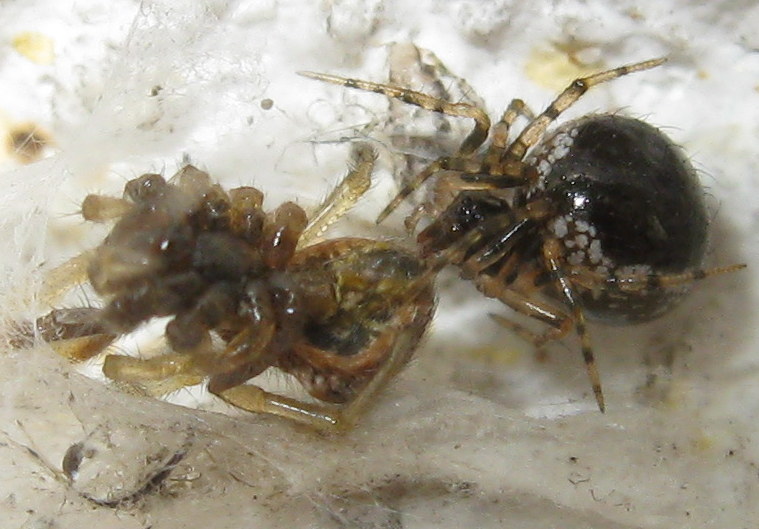 Sardinidion blackwalli preda Zygiella sp. - Treviso