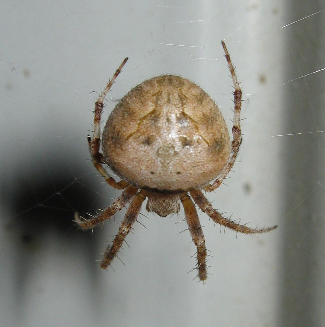 Neoscona subfusca - Treviso