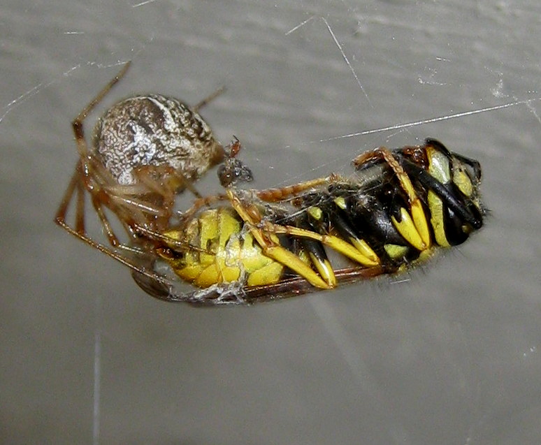 Parasteatoda tepidariorum con preda Vespula germanica