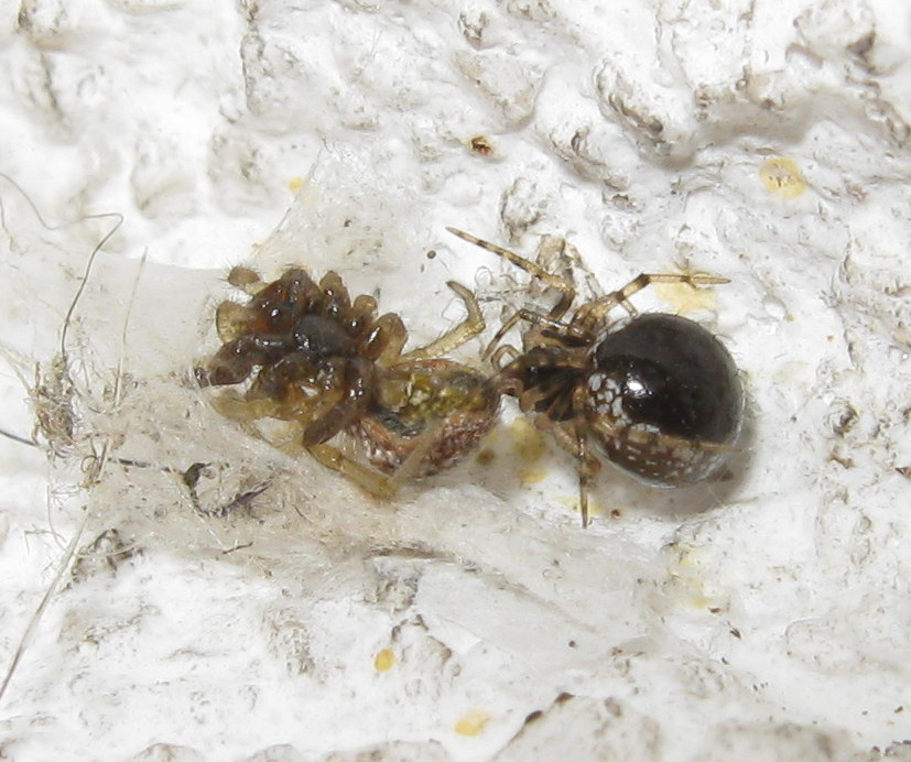 Sardinidion blackwalli preda Zygiella sp. - Treviso