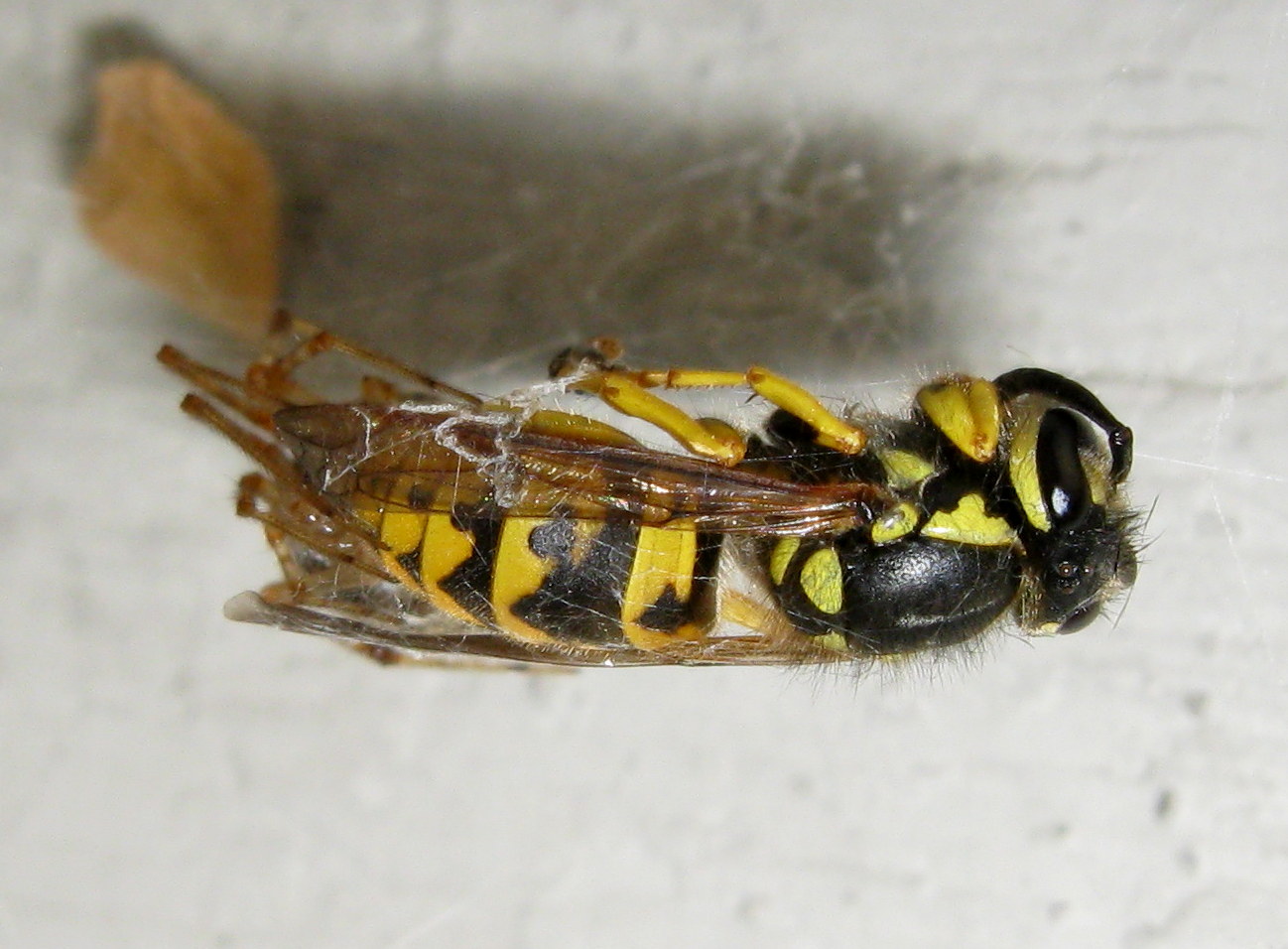 Parasteatoda tepidariorum con preda Vespula germanica