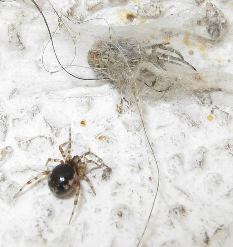 Sardinidion blackwalli preda Zygiella sp. - Treviso