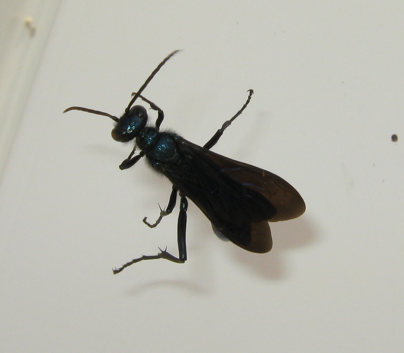 Chalybion californicum (Sphecidae)