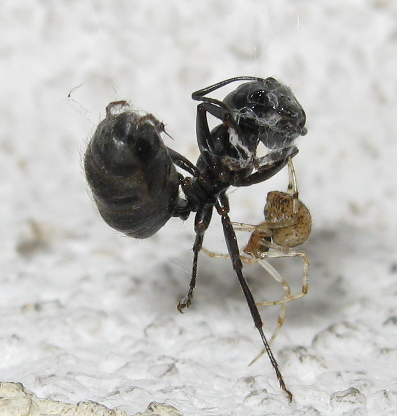 Parasteatoda preda formica - Treviso (TV)