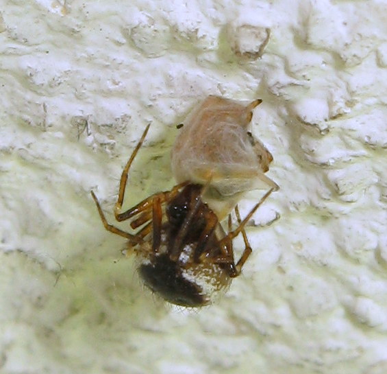 Sardinidion blackwalli preda rubata? - Treviso (TV)