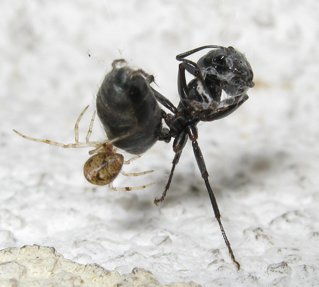 Parasteatoda preda formica - Treviso (TV)