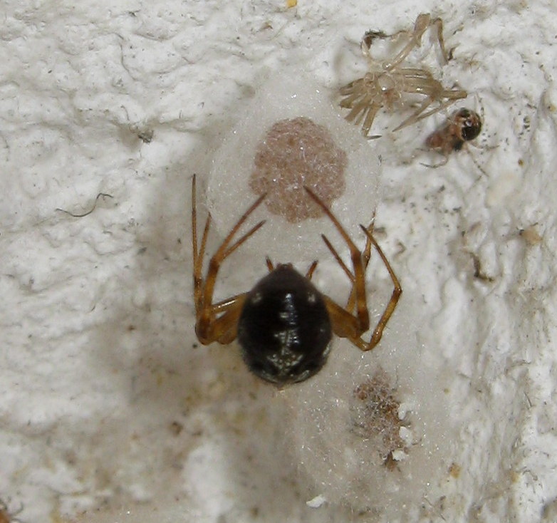 Steatoda triangulosa costruisce ovisacco - Treviso (TV)