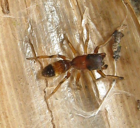 Myrmarachne formicaria femmina