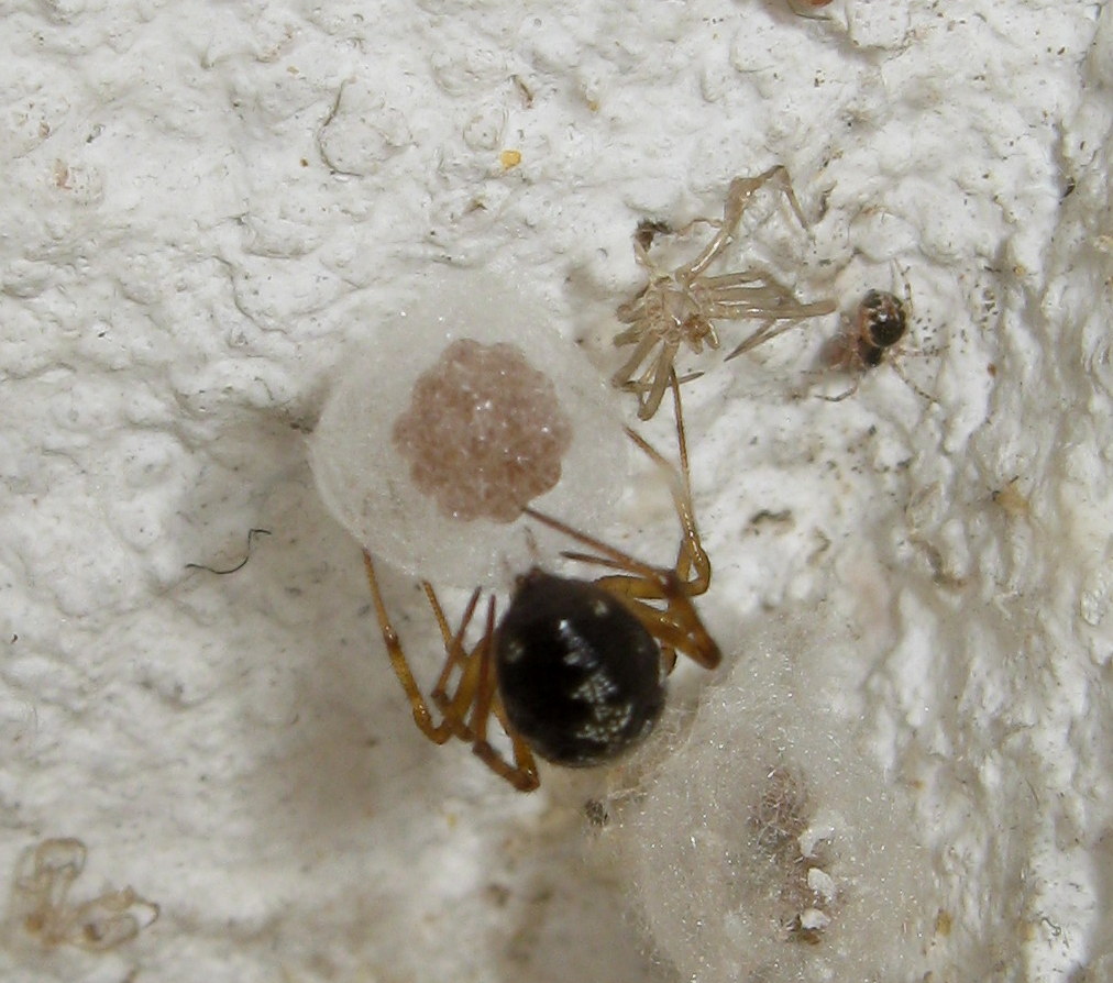 Steatoda triangulosa costruisce ovisacco - Treviso (TV)