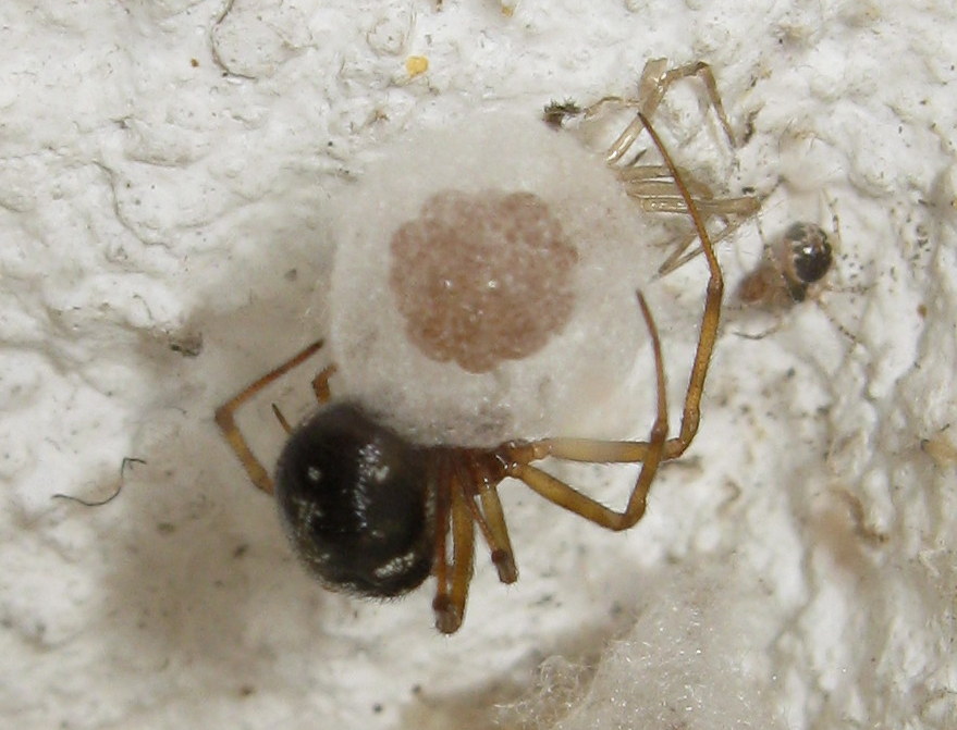 Steatoda triangulosa costruisce ovisacco - Treviso (TV)