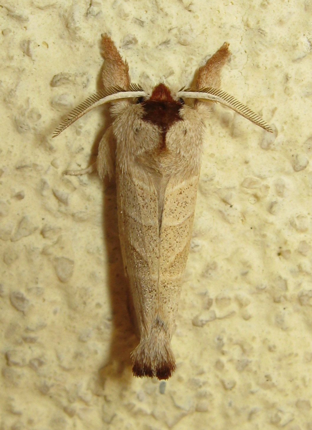 Da id - Clostera curtula