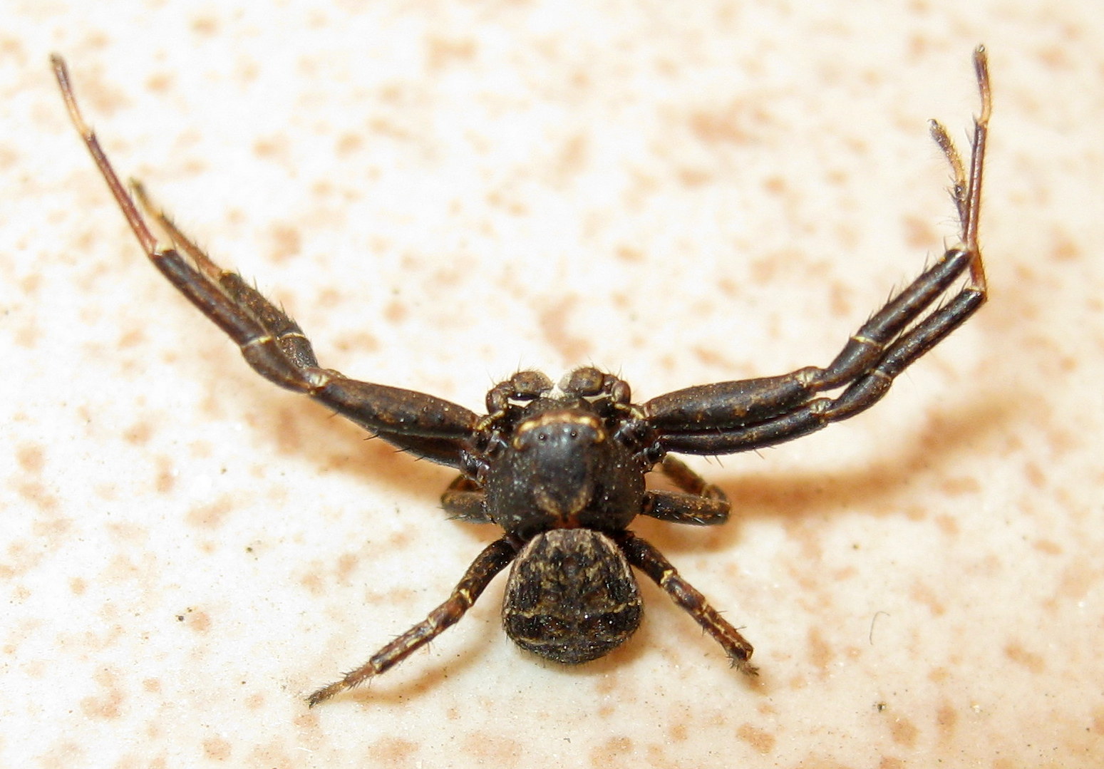 Maschio di Xysticus sp. atteggiamento di difesa - Treviso