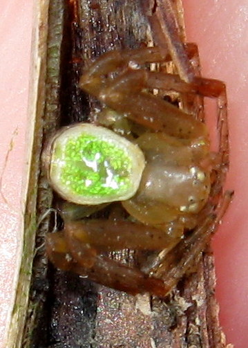 Ebrechtella tricuspidata maschio