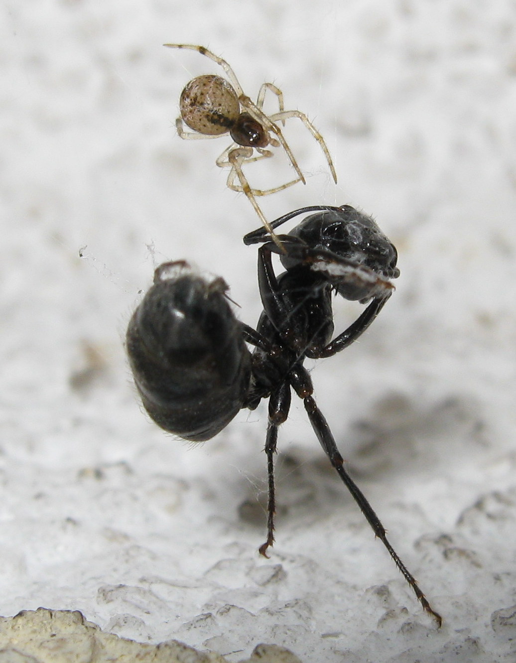 Parasteatoda preda formica - Treviso (TV)