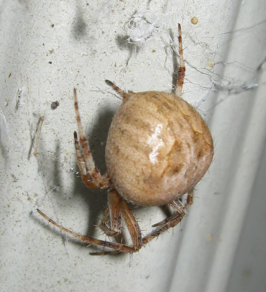 Neoscona subfusca - Treviso