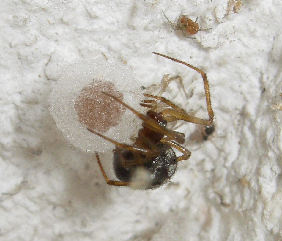 Steatoda triangulosa costruisce ovisacco - Treviso (TV)