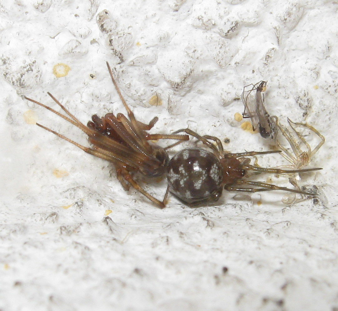 Steatoda triangulosa coppietta - Treviso (TV)