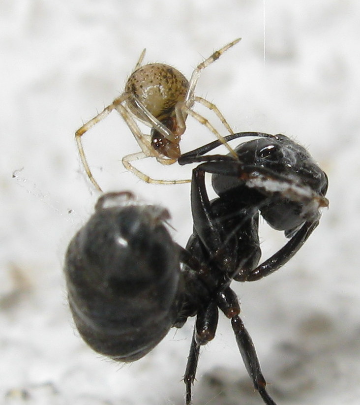 Parasteatoda preda formica - Treviso (TV)