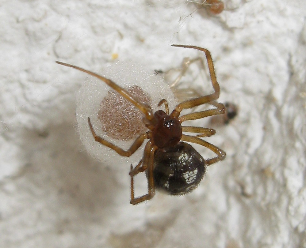 Steatoda triangulosa costruisce ovisacco - Treviso (TV)