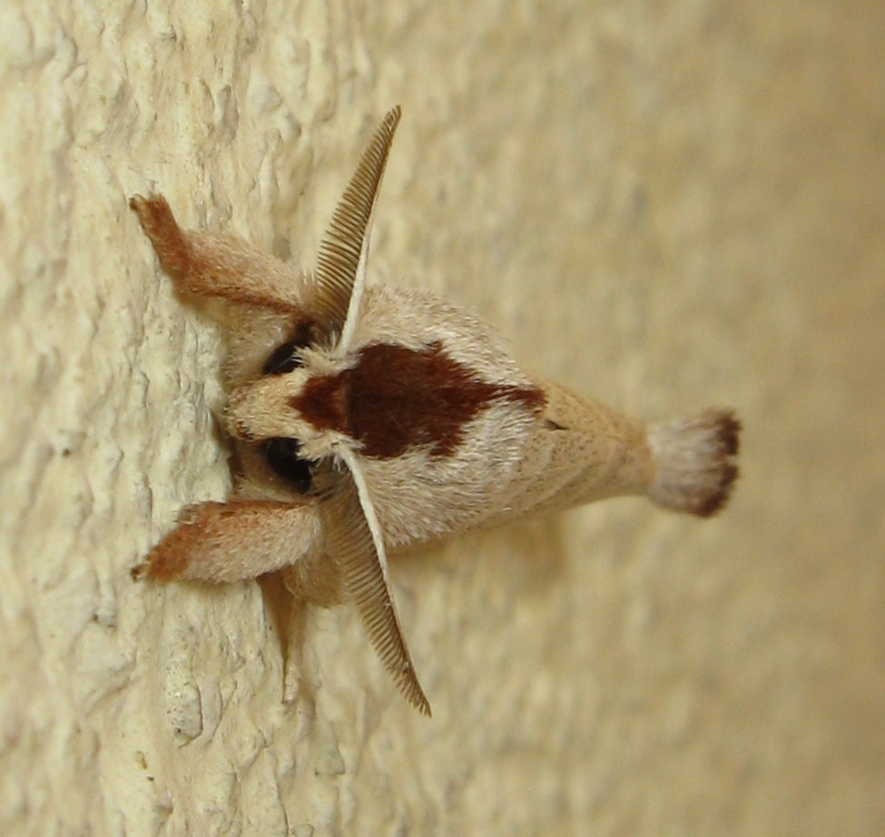 Da id - Clostera curtula