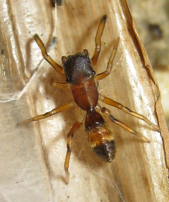 Myrmarachne formicaria femmina