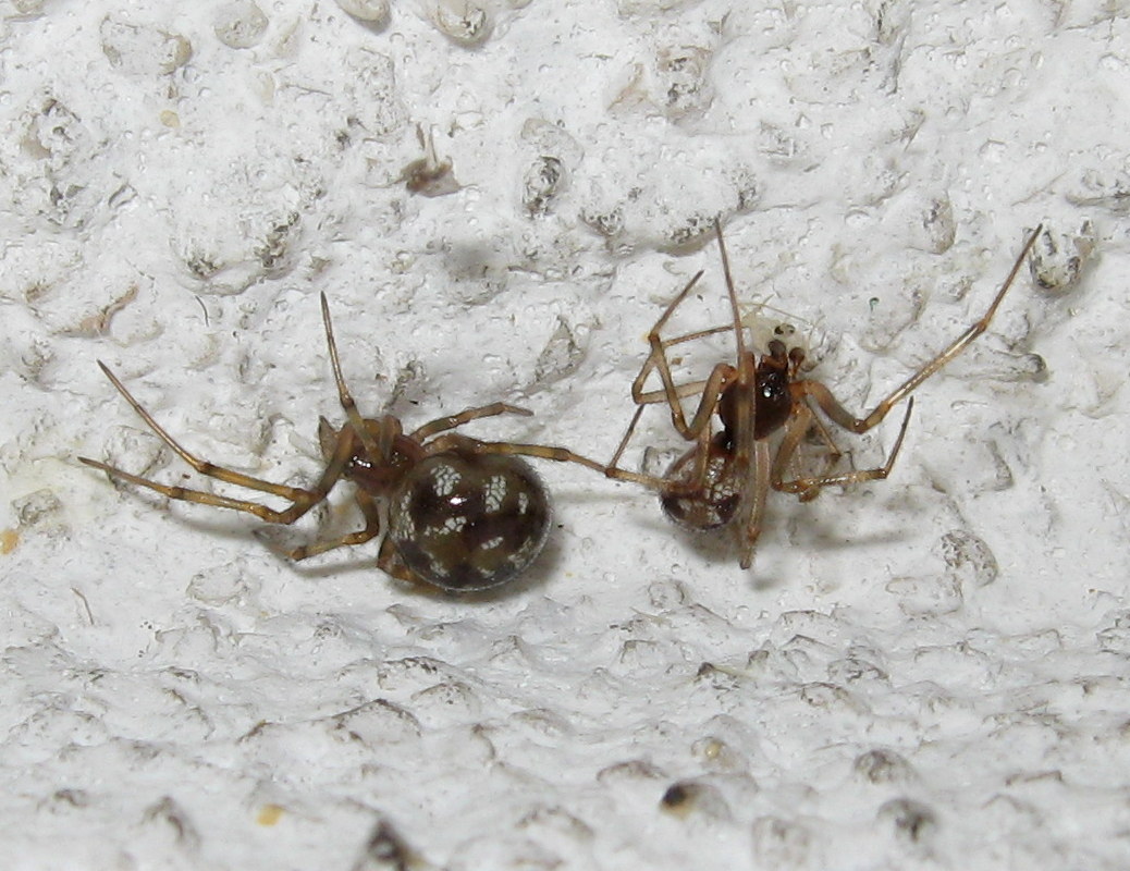 Steatoda triangulosa maschio e femmina  Treviso