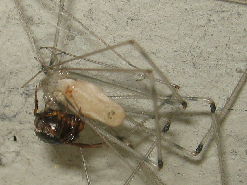 Sardinidion blackwalli - Castel Maggiore (BO)