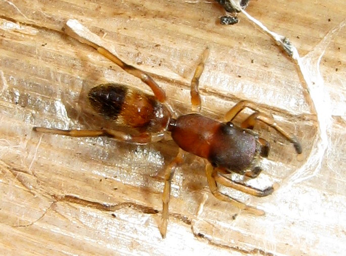 Myrmarachne formicaria femmina