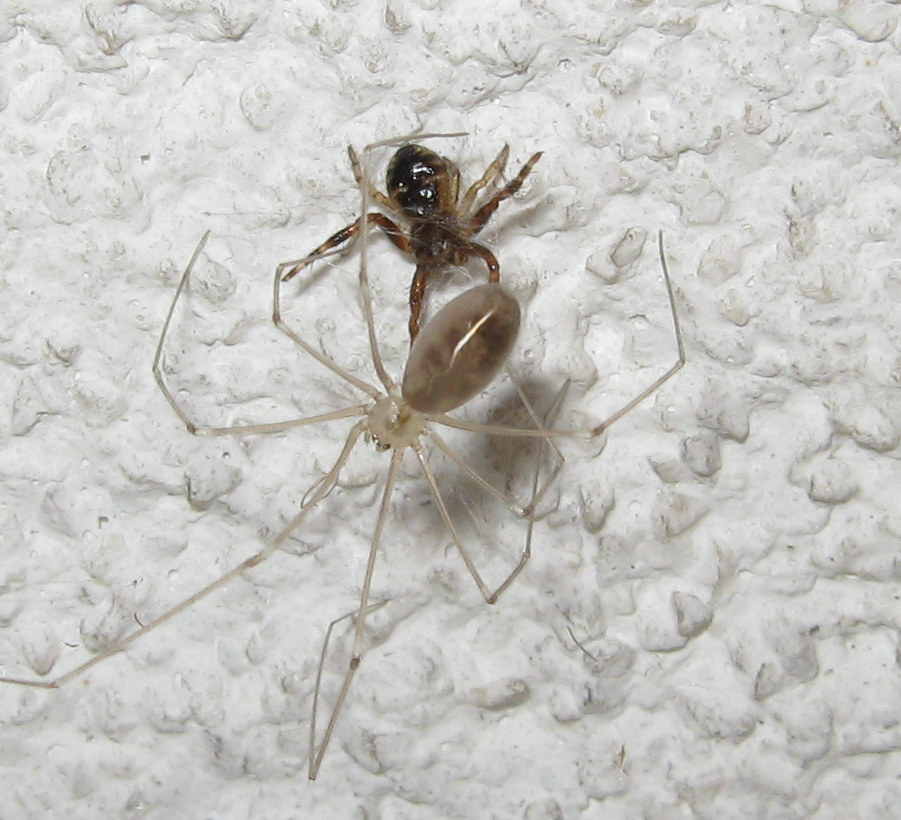 Synema globosum incontra   Pholcus phalangioides - Treviso